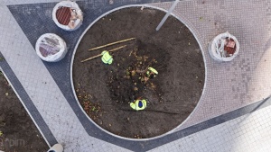 Pracownicy podczas palikowania drzew