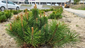 Nowy krzak posadzony obok zbiornika