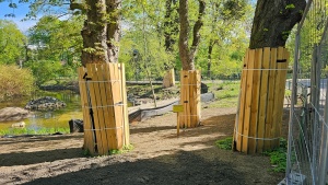 Zabezpieczone drzewa w rejonie prac