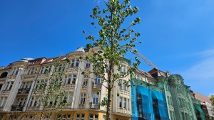 Nowe drzewo na ul. F. Ratajczaka