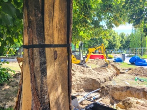 Drzewo zabezpieczone przed uszkodzeniami - plac budowy w tle