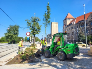 Sadzenie drzew w rejonie ul. Św. Marcin